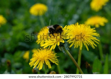 A macro shot emphasizing the intense yellow hues of dandelions and the rich dark tones of a bumblebee working hard in a wild spring garden.