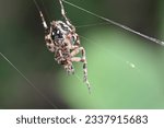 Macro shot of European garden spider (cross spider, Araneus diadematus) sitting in a cobweb close up