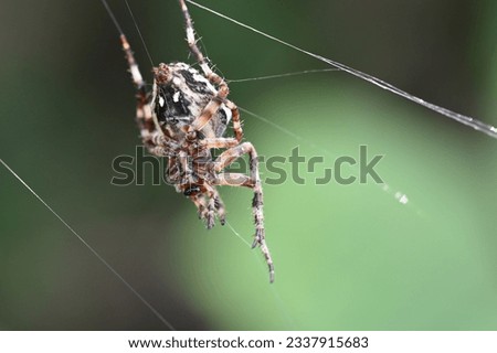 Macro shot of European garden spider (cross spider, Araneus diadematus) sitting in a cobweb close up