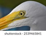 A macro shot of a the eye of a white egret  with yellow beak