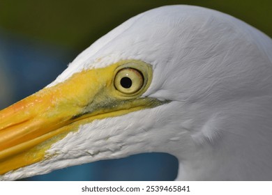 A macro shot of a the eye of a white egret  with yellow beak - Powered by Shutterstock