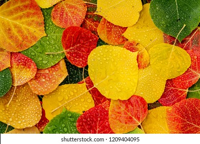Macro shot of fallen Aspen tree leaves in a variety of colors laying on the forest floor covered with water drops from the rain