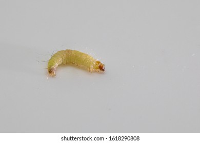 Pantry Moth Images Stock Photos Vectors Shutterstock