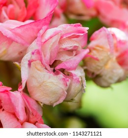 Geranium Appleblossom Rosebud Images Stock Photos Vectors Shutterstock