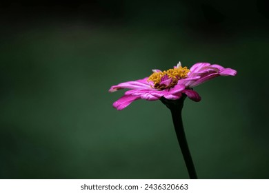 Macro Shot of a Flower Hd Wallpaper Natural Beauty Natural Photography blur background Flowers 