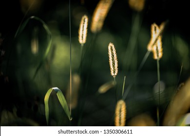 Macro Shot Of Fluffy Grass Ears In Sunset Backlight Against Black Background. August Nature Background.