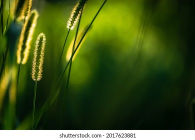 Macro Shot Of Fluffy Grass Ears In Sunset Backlight Against A Dark Green Background. August Beauty Of Nature Background. Backlit Image.