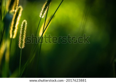 Macro shot of fluffy grass ears in sunset backlight against a dark green background. August beauty of nature background. Backlit image.