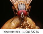 Macro shot of fly.