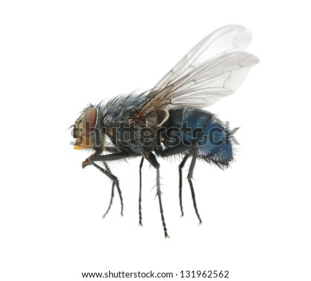 A macro shot of  fly