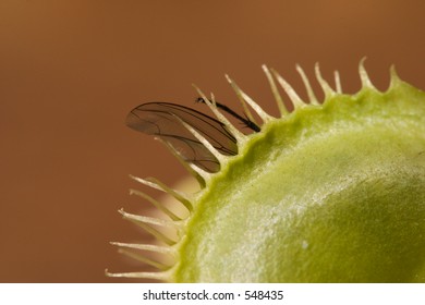 Macro shot fly caught