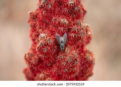 Macro Shot Of Fly On Red Cat Tail Plant