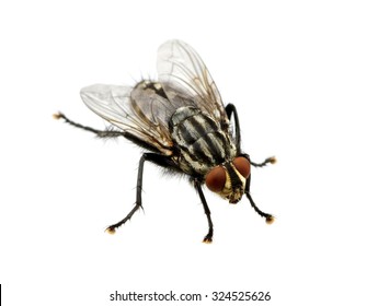  A macro shot of fly on a white background . Live house fly .Insect close-up
