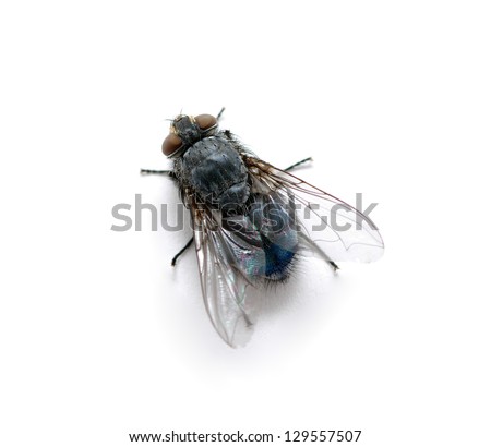 A macro shot of  fly on a white background