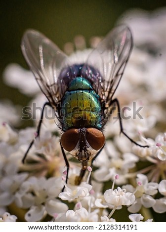 A macro shot of a fly on a white flower Stock photo © 