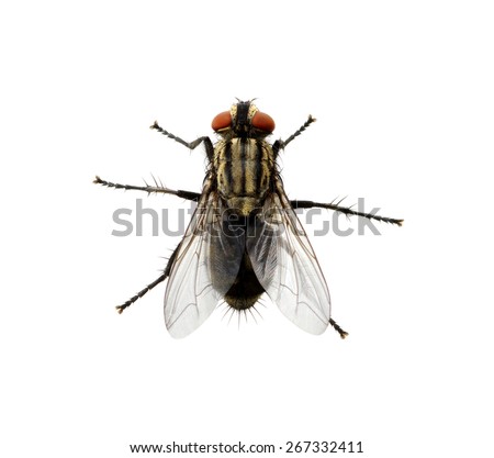 A macro shot of fly on a white background . Live house fly .Insect close-up