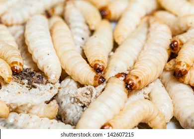 macro shot fo some disgusting mealworm maggots crawling around