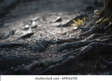  Macro Shot Of Forest Ground