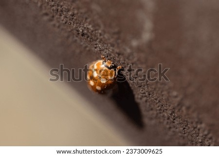 Image, Stock Photo Fourteen drop ladybug