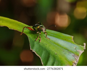 Macro shot of a Frog-legged leaf beetle (Sagra femorata) with a metallic green body and large hind legs perched on a leaf