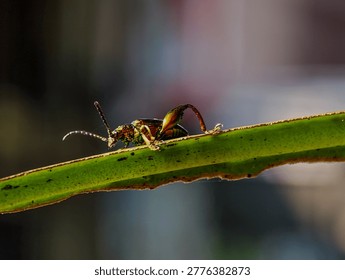 Macro shot of a Frog-legged leaf beetle (Sagra femorata) with a metallic green body and large hind legs perched on a leaf