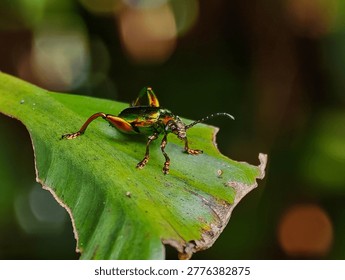 Macro shot of a Frog-legged leaf beetle (Sagra femorata) with a metallic green body and large hind legs perched on a leaf
