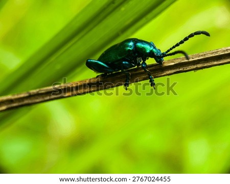 Macro shot of a Frog-legged leaf beetle (Sagra femorata) with metallic green wings sitting on a dry twig. Detailed close-up of an iridescent beetle in the wild.