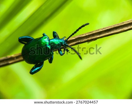 Macro shot of a Frog-legged leaf beetle (Sagra femorata) with metallic green wings sitting on a dry twig. Detailed close-up of an iridescent beetle in the wild.