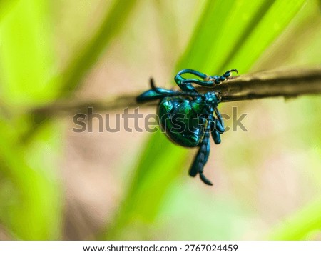 Macro shot of a Frog-legged leaf beetle (Sagra femorata) with metallic green wings sitting on a dry twig. Detailed close-up of an iridescent beetle in the wild.