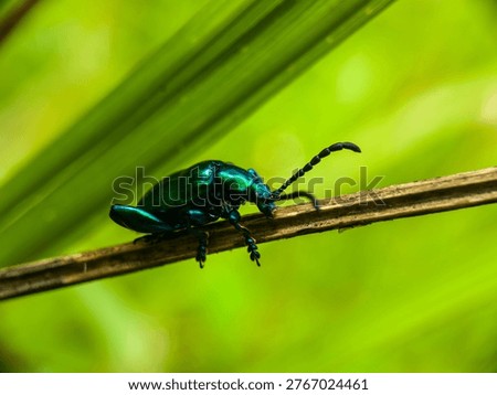 Macro shot of a Frog-legged leaf beetle (Sagra femorata) with metallic green wings sitting on a dry twig. Detailed close-up of an iridescent beetle in the wild.