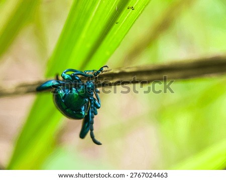 Macro shot of a Frog-legged leaf beetle (Sagra femorata) with metallic green wings sitting on a dry twig. Detailed close-up of an iridescent beetle in the wild.