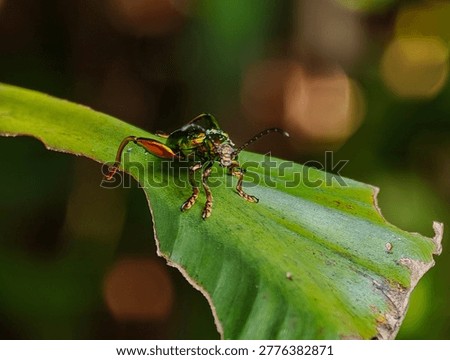 Macro shot of a Frog-legged leaf beetle (Sagra femorata) with a metallic green body and large hind legs perched on a leaf
