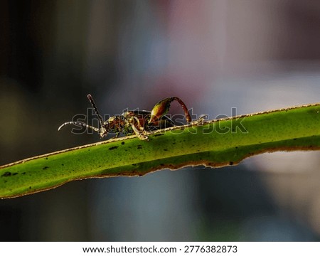 Macro shot of a Frog-legged leaf beetle (Sagra femorata) with a metallic green body and large hind legs perched on a leaf