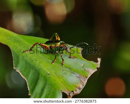 Macro shot of a Frog-legged leaf beetle (Sagra femorata) with a metallic green body and large hind legs perched on a leaf