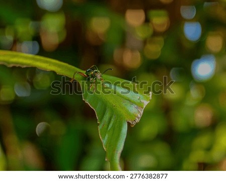 Macro shot of a Frog-legged leaf beetle (Sagra femorata) with a metallic green body and large hind legs perched on a leaf