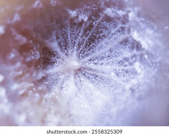 Macro shot of a frosty dandelion seed, capturing the intricate details of its icy patterns. - Powered by Shutterstock