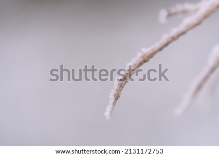 Similar – Image, Stock Photo Frozen Moss Winter