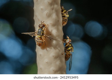 Macro shot of fruit flies Bactrocera dorsalis resting on a stem outdoors