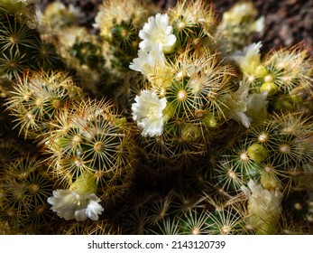 Macro shot of the gold lace cactus or ladyfinger cactus (Mammillaria elongata) with yellow and brown spines flowering with white and yellow flowers in sunlight