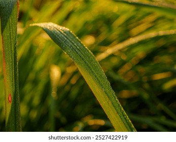 Macro shot of grass blades with dewdrops captured at sunrise. Vibrant green colors and golden sunlight. Ideal for nature blogs or backgrounds. - Powered by Shutterstock