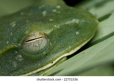 frog sleeping
