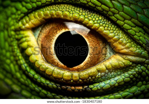 Macro shot of a green\
iguana\'s eye
