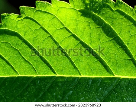 Macro shot of a green leaf. Sun-light shows veins and trans-lu-cent tex-tures. Small dew-drops add a fresh, or-gan-ic look. Per-fect for na-ture, growth, and eco-lo-gy themes.