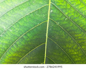 Macro shot of a green leaf texture showing intricate veins and details under bright light
