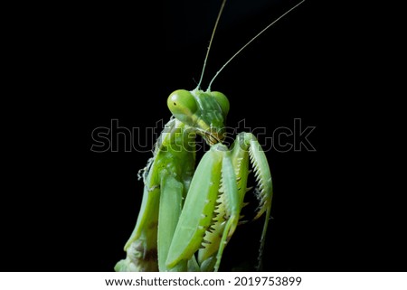 Macro shot of green mantis 