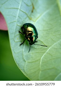 Macro shot of a green metallic beetle on a soft-textured leaf. The beetle’s shiny exoskeleton reflects gold and green hues, captured in rich detail against a blurred natural background.