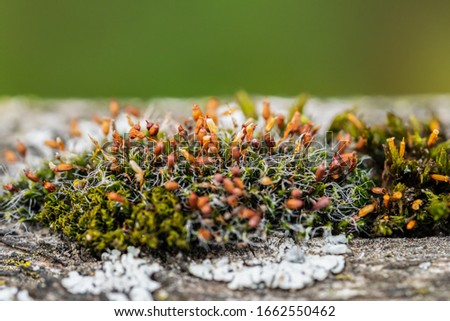 Macro shot of green moss (Hypnum cupressiforme) with capsules (sporangium) containing spores. It's a biological indicator for environmental pollution and a natural decoration for florists. Copy-space.