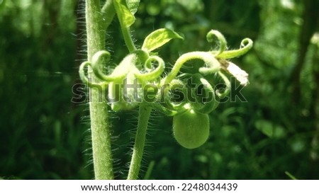 Macro shot of green tomatoes in the garden of agriculture