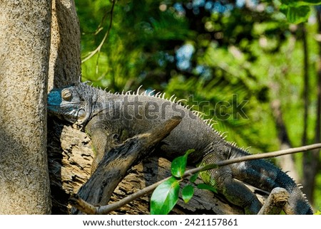 Macro shot of Grey Iguana, Lizard, reptile, wildlife animals, nature, fresh, sleeping, sitting, eye, closeup, detail skin, rainforest, spike skin, face, branch, zoo, park, outdoor, isolated, lonely