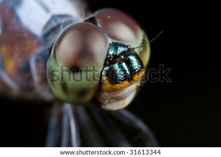 Similar – Foto Bild Schmeißfliegen Tier Fliege